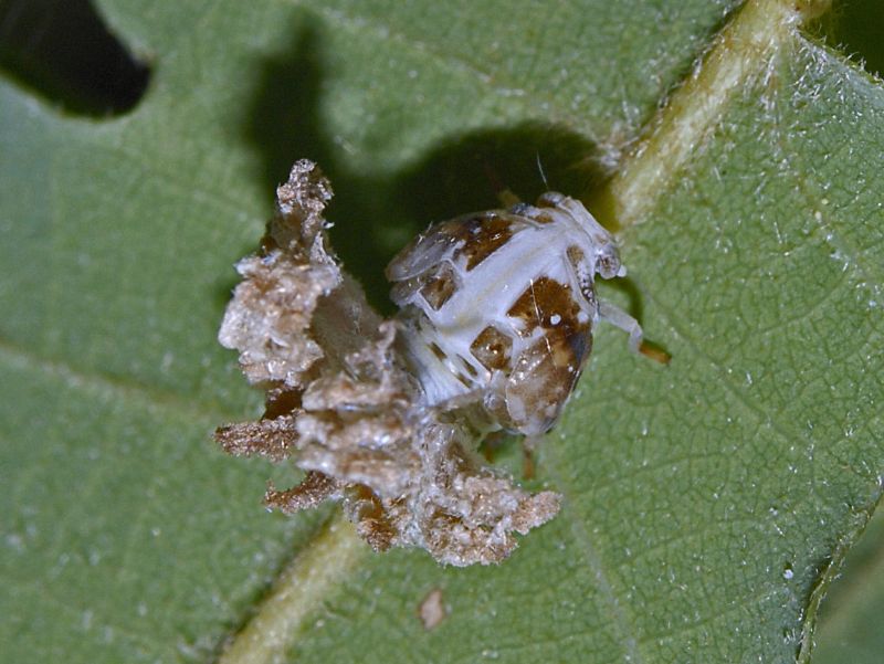 Uno strano ventaglio ceroso... :  ninfa di Ricania speculum (Fulgoromorpha)